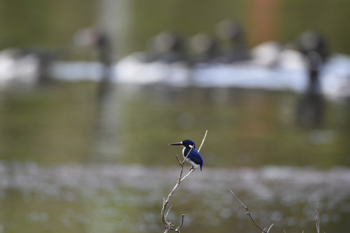 Little Kingfisher - ML638255934