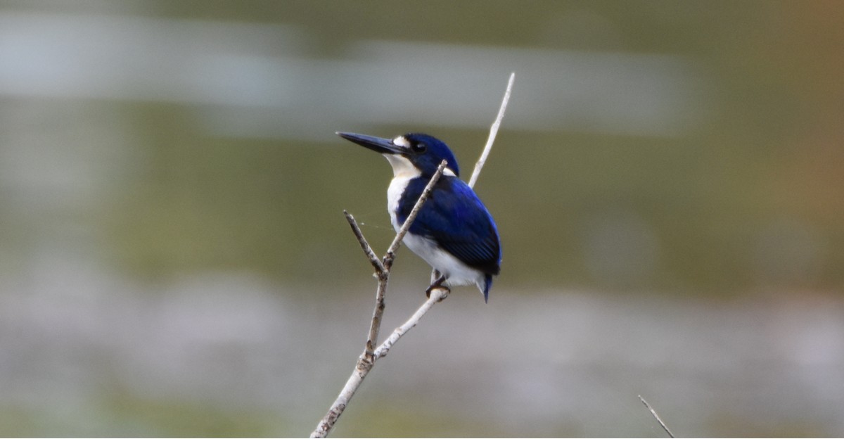 Little Kingfisher - ML638255935