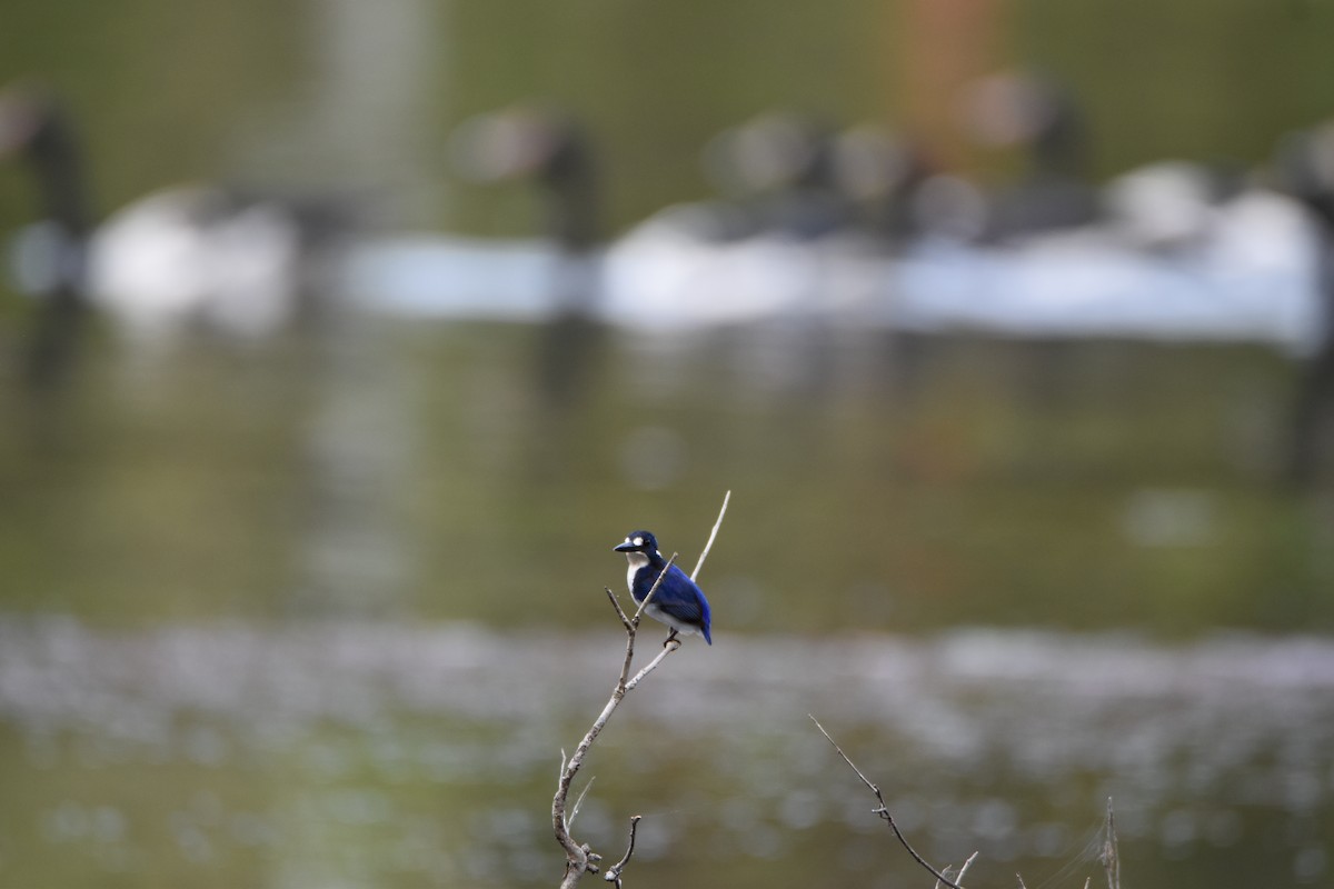 Little Kingfisher - ML638255936