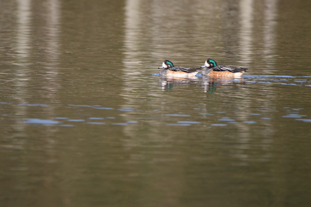 Chiloe Wigeon - ML638255939