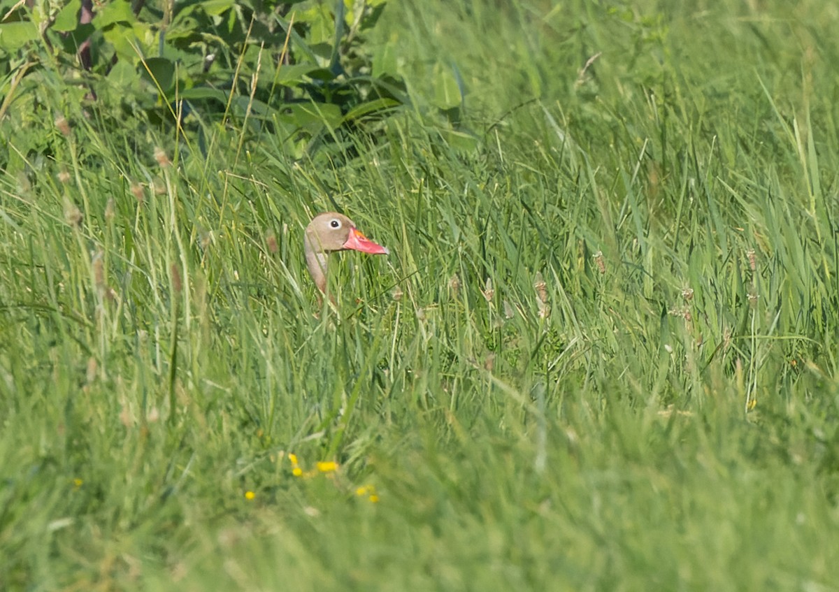 Black-bellied Whistling-Duck - ML638255942