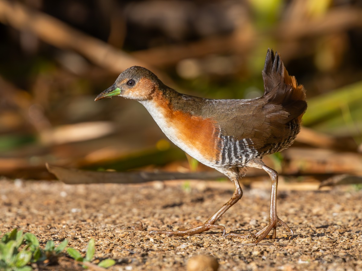 Rufous-sided Crake - ML638255949