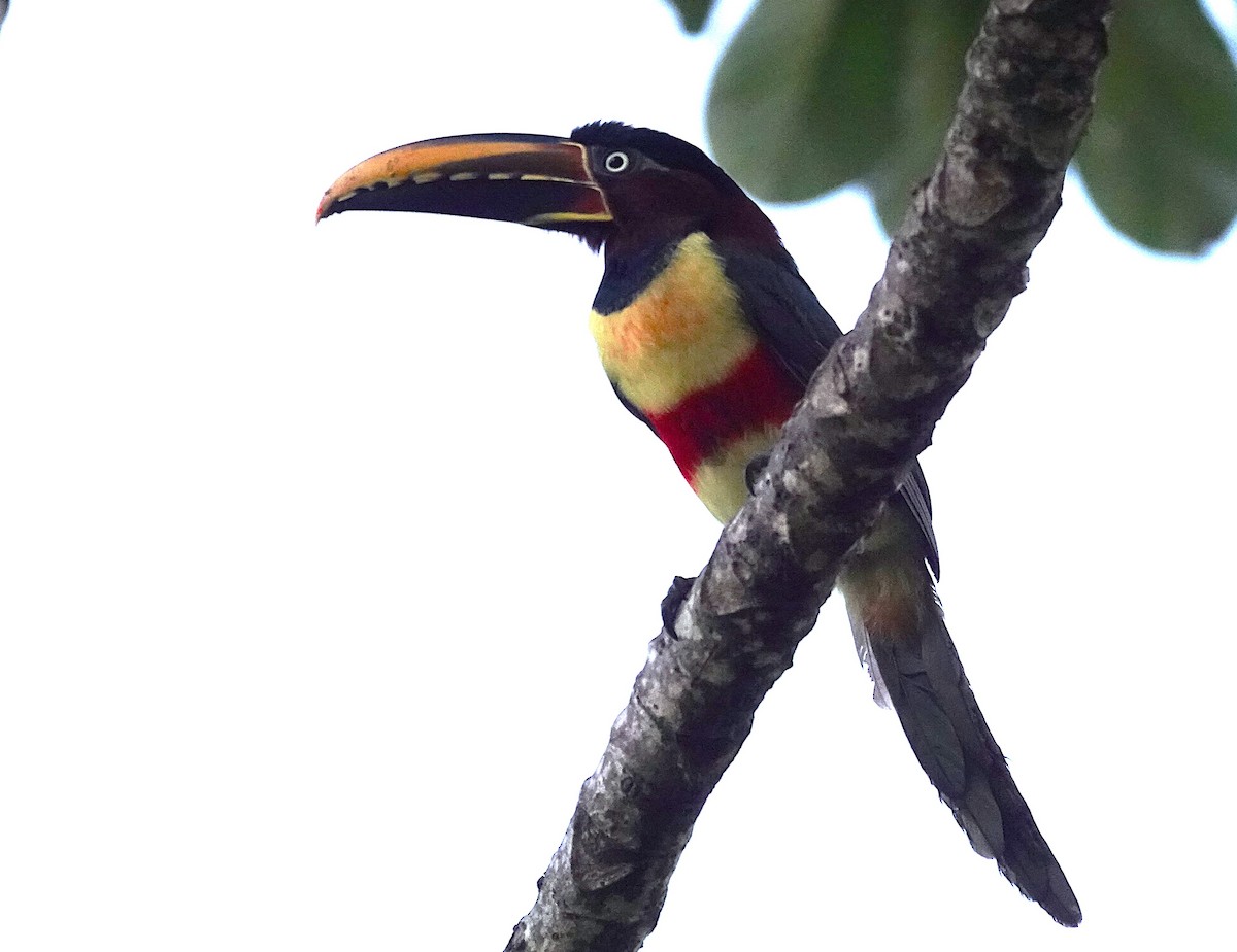 Chestnut-eared Aracari - ML638255955