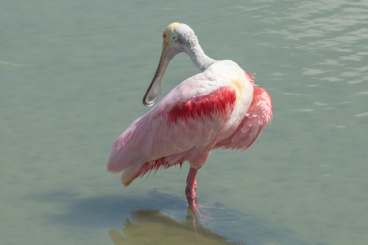 Roseate Spoonbill - ML638255957