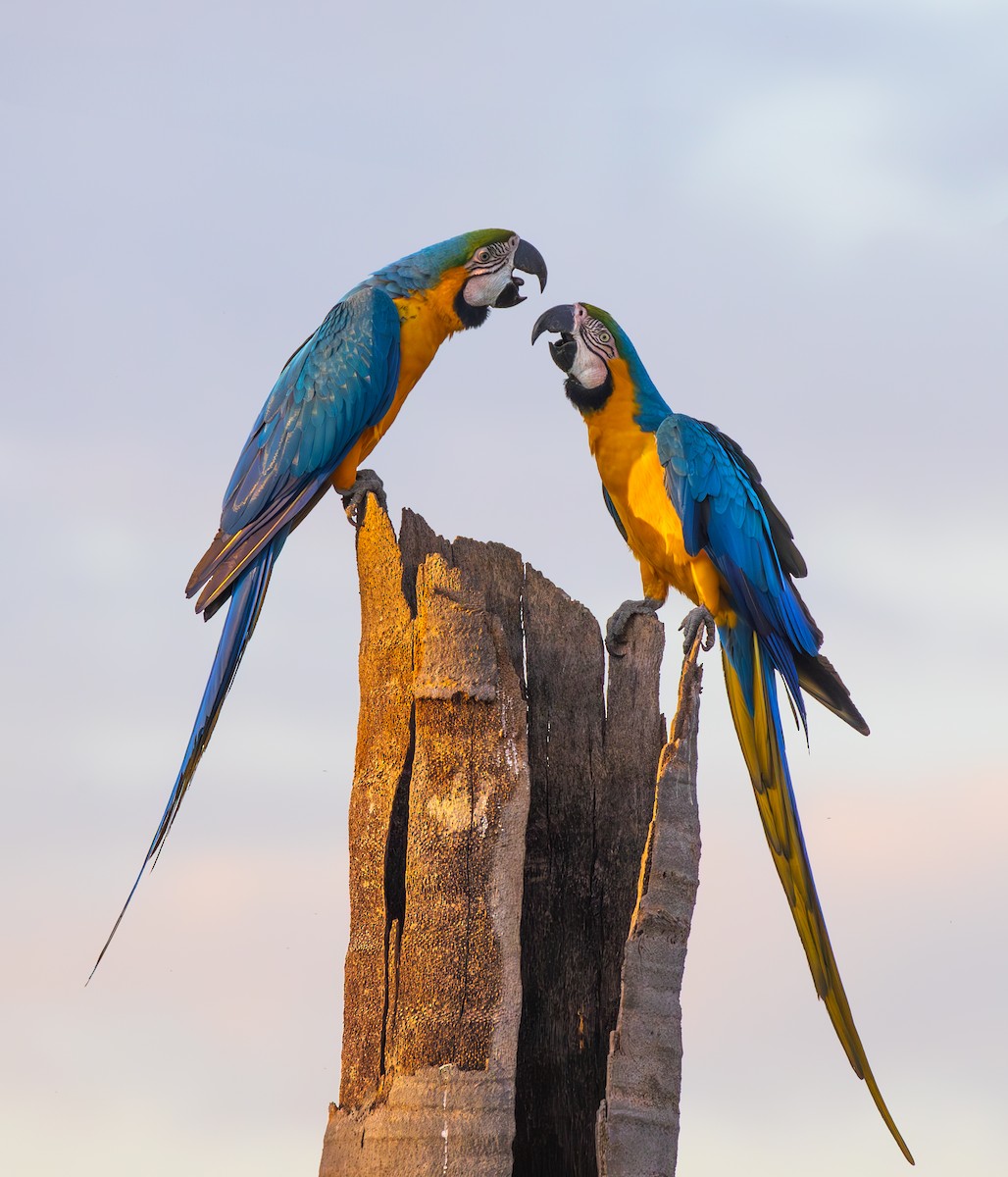 Blue-and-yellow Macaw - ML638255958