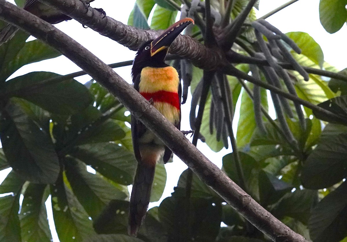 Chestnut-eared Aracari - ML638255959