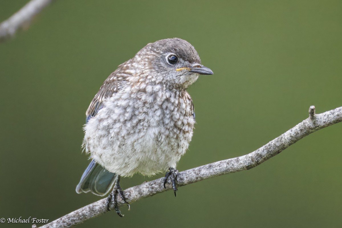 Eastern Bluebird - ML638255975