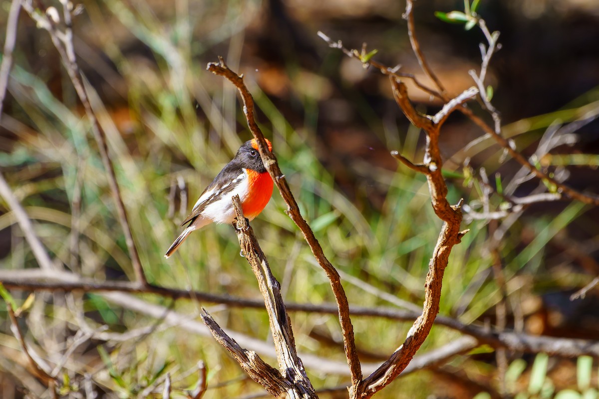 Red-capped Robin - ML638255977