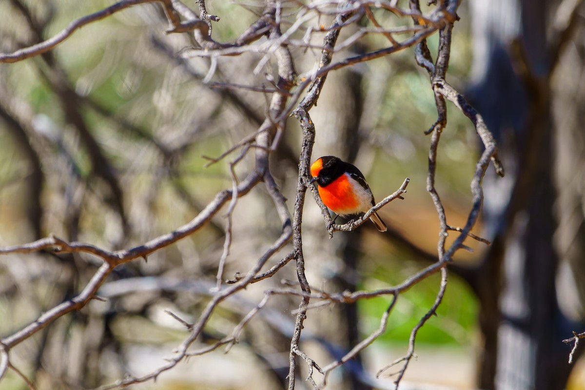 Red-capped Robin - ML638255978