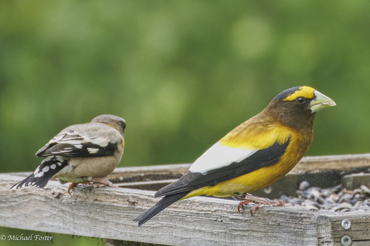 Evening Grosbeak - ML638255985