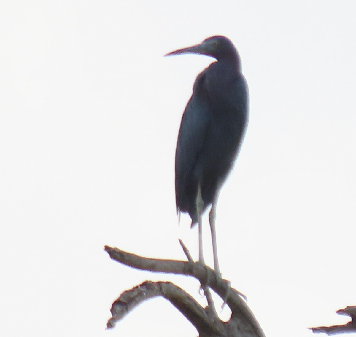 Little Blue Heron - ML638255998