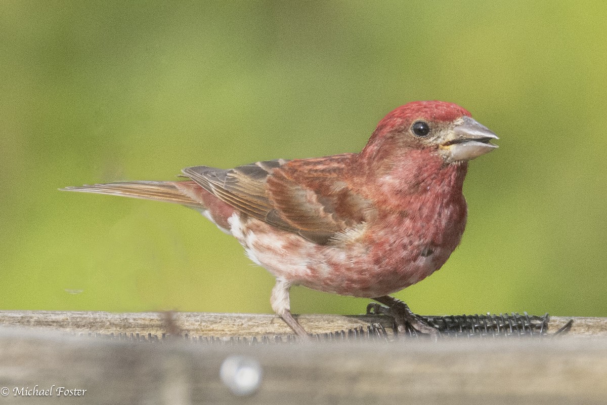 Purple Finch - ML638255999
