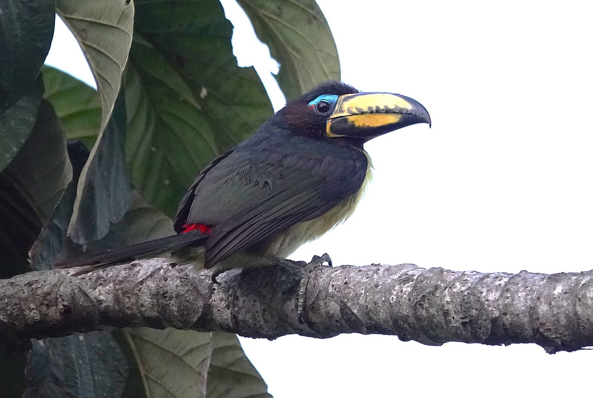 Lettered Aracari - ML638256003