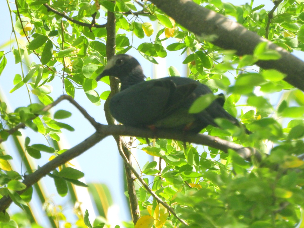 White-crowned Pigeon - ML638256006