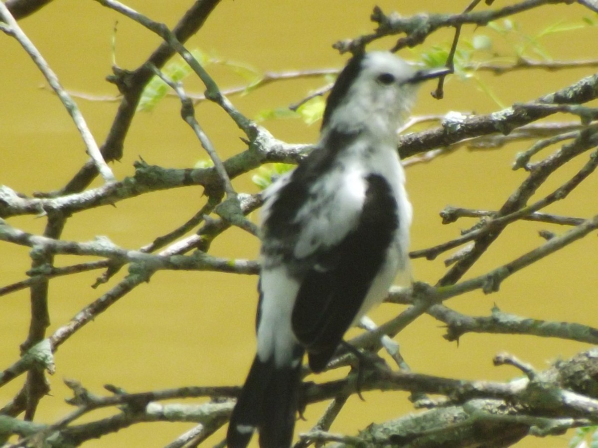 Pied Water-Tyrant - ML638256011