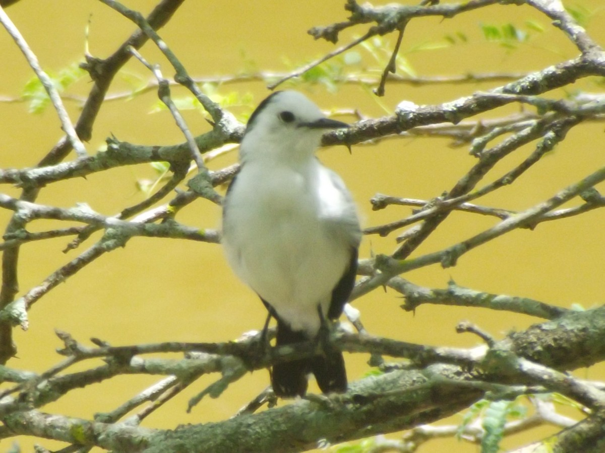 Pied Water-Tyrant - ML638256012