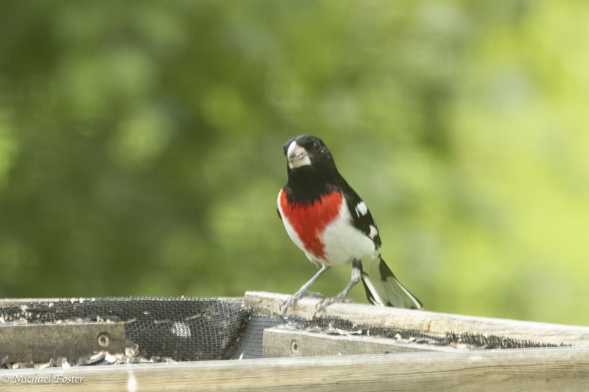 Rose-breasted Grosbeak - ML638256013