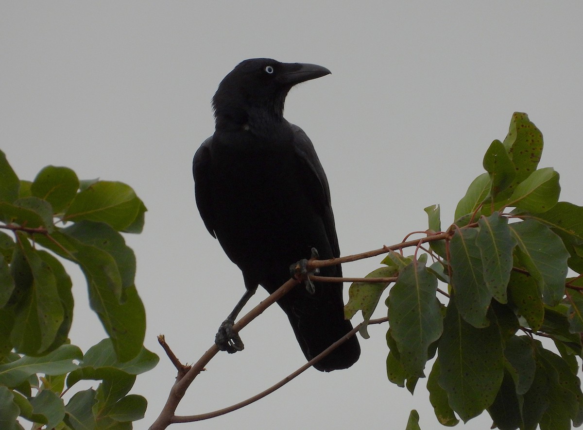Torresian Crow - ML638256029