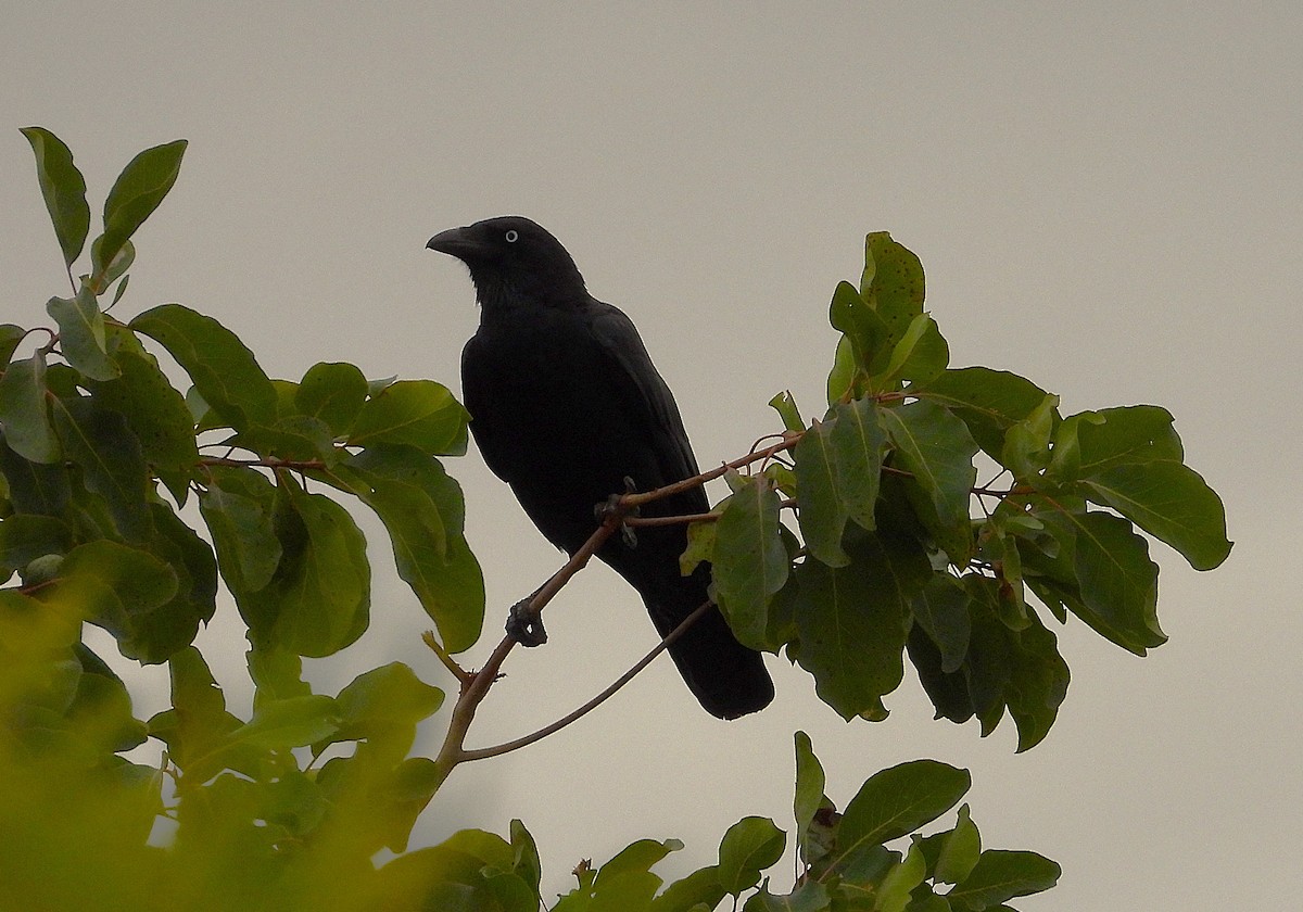 Torresian Crow - ML638256031