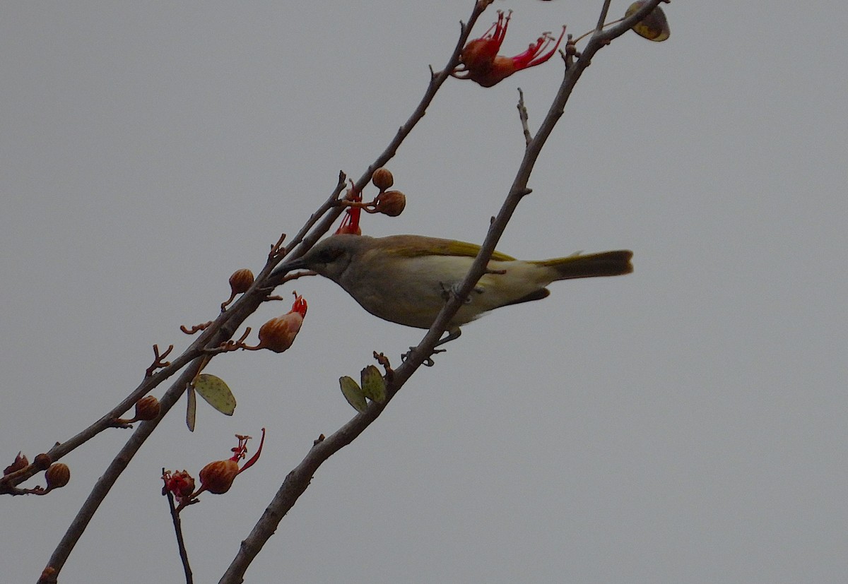 Brown Honeyeater - ML638256037
