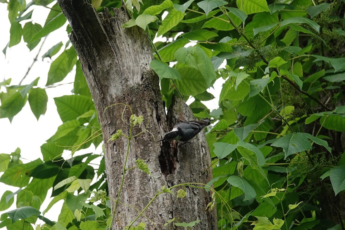White-breasted Nuthatch - ML638256041