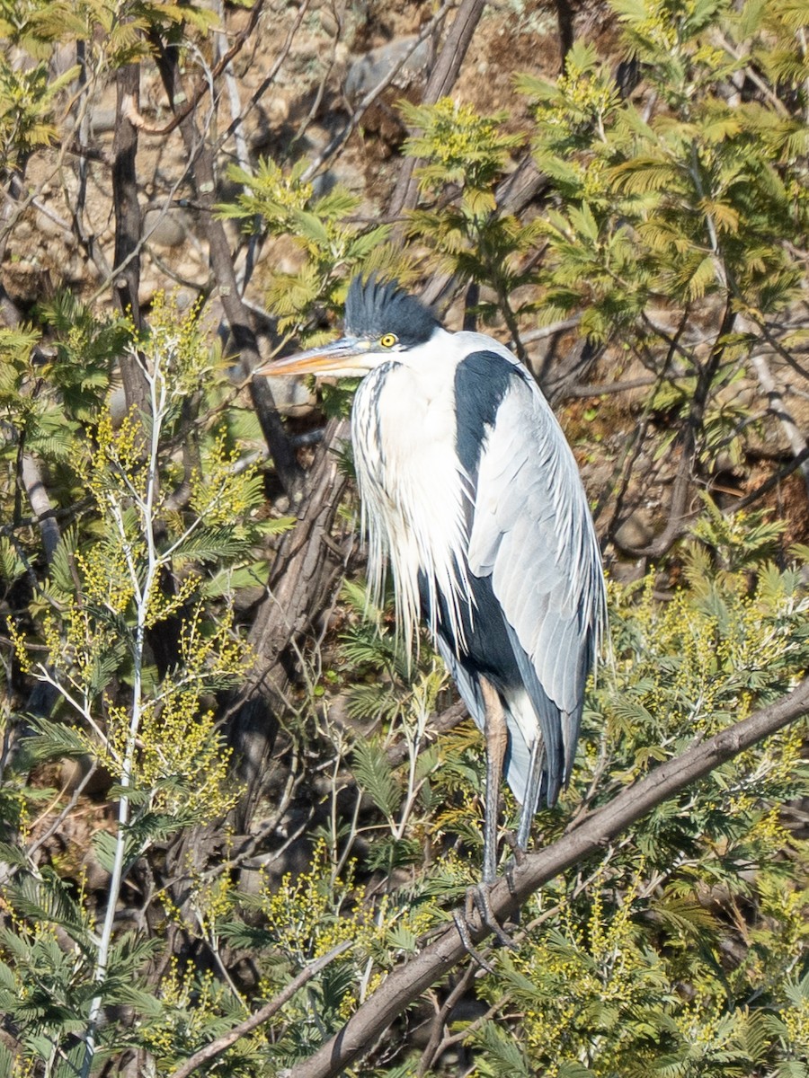 Cocoi Heron - ML638256047