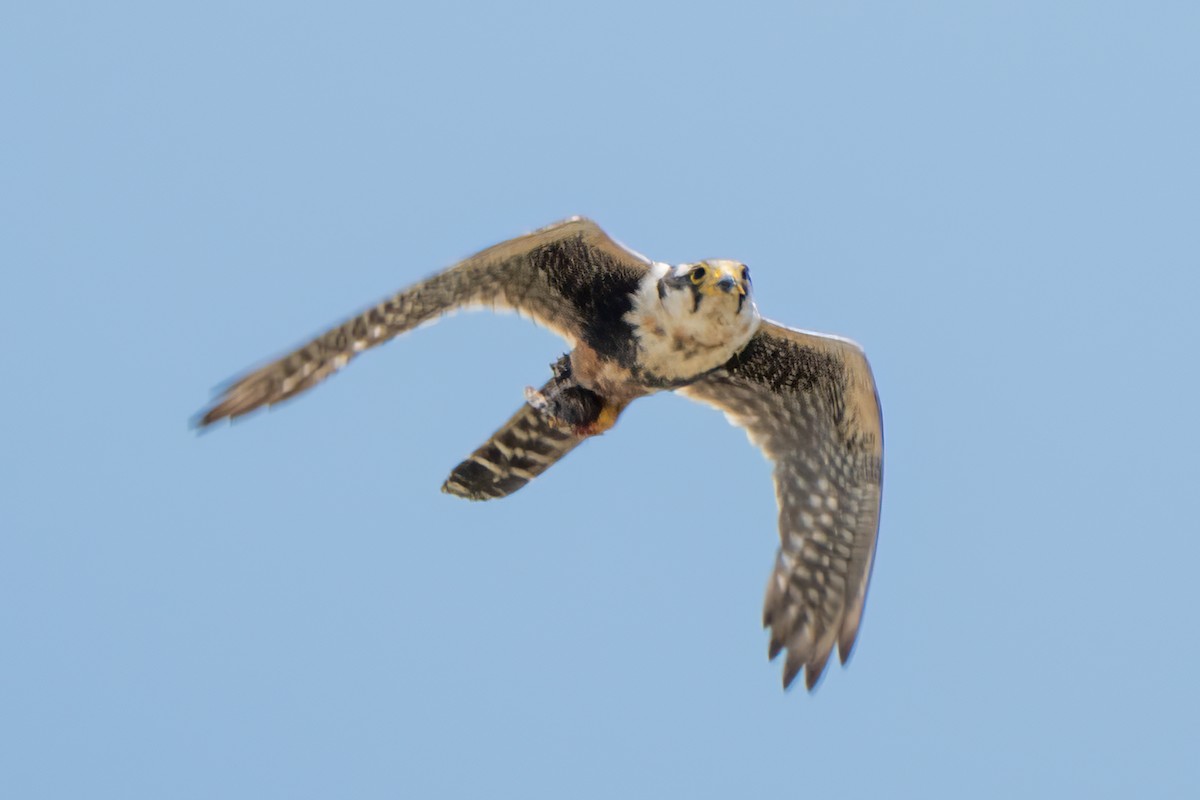 Aplomado Falcon - ML638256049