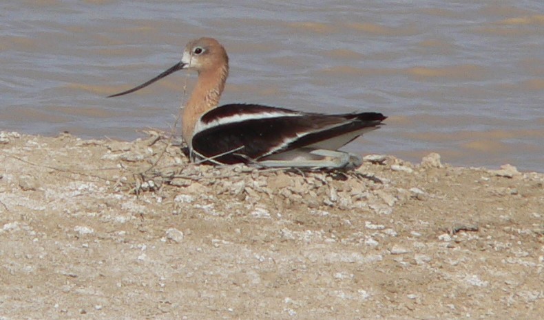 American Avocet - ML638256078