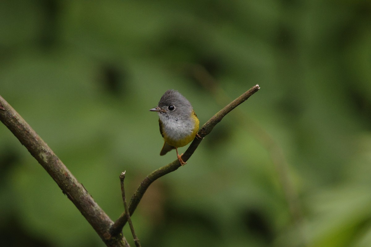 Gray-headed Canary-Flycatcher - ML638256084