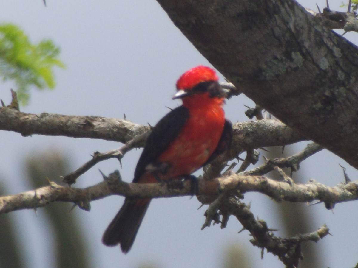 Vermilion Flycatcher - ML638256087