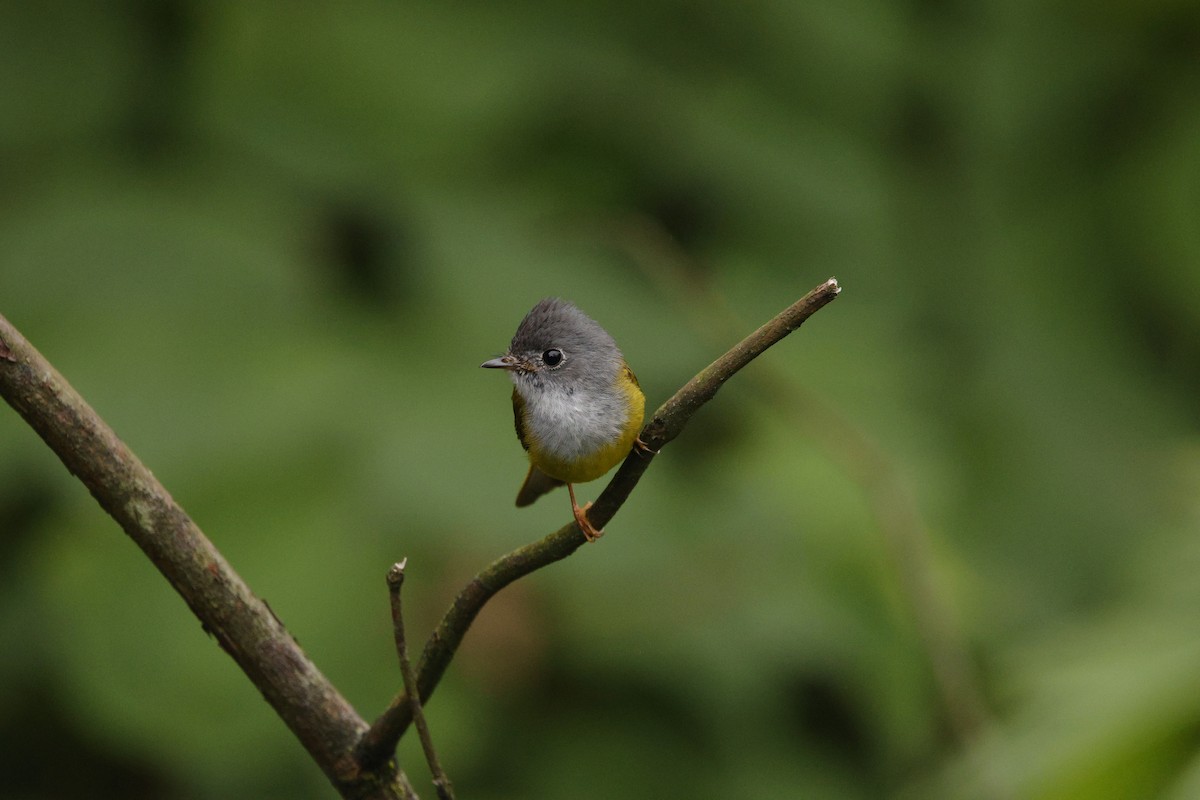Gray-headed Canary-Flycatcher - ML638256094