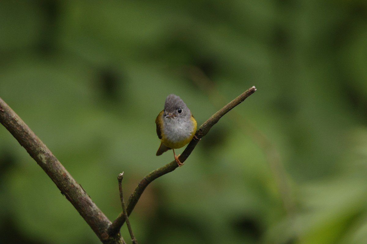 Gray-headed Canary-Flycatcher - ML638256095