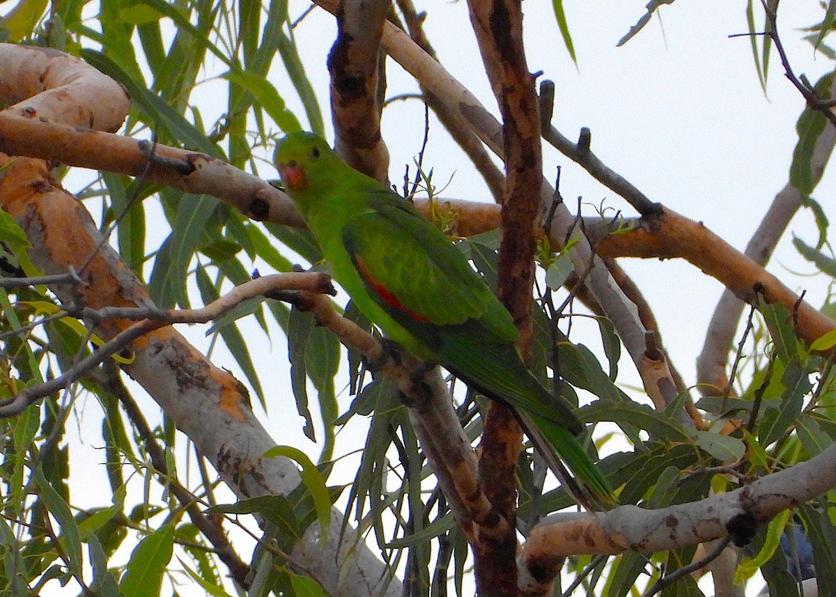 Red-winged Parrot - ML638256096