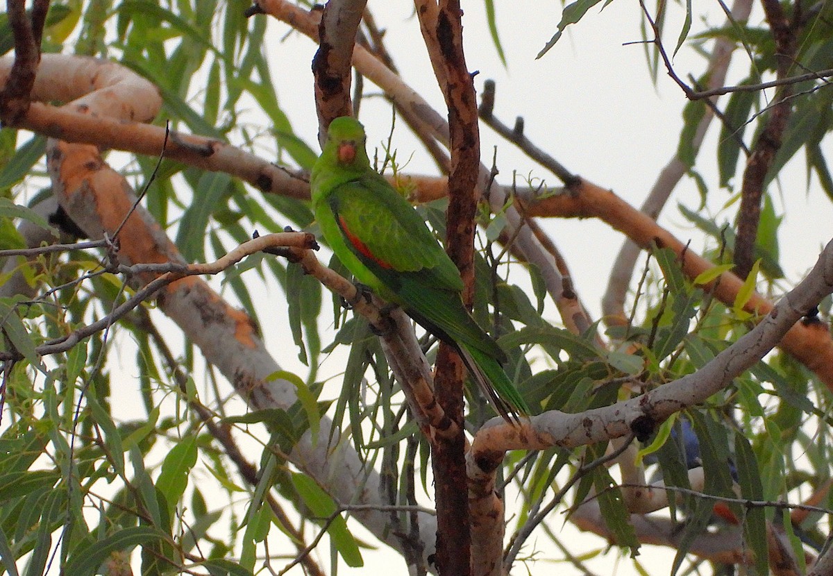 Red-winged Parrot - ML638256097