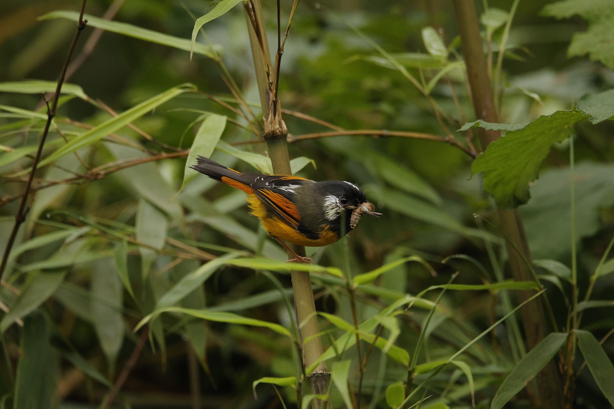 Golden-breasted Fulvetta - ML638256105