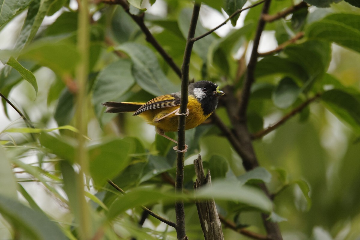 Golden-breasted Fulvetta - ML638256113