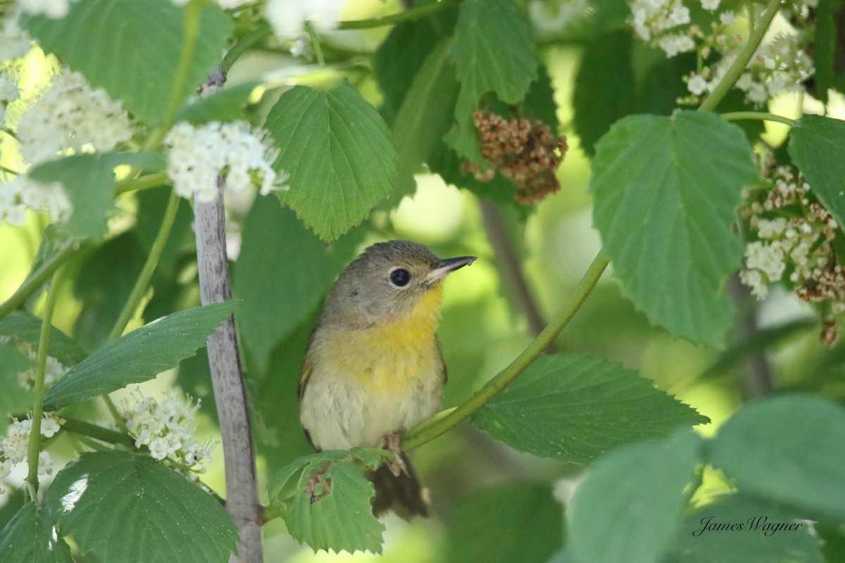 Common Yellowthroat - ML638256126