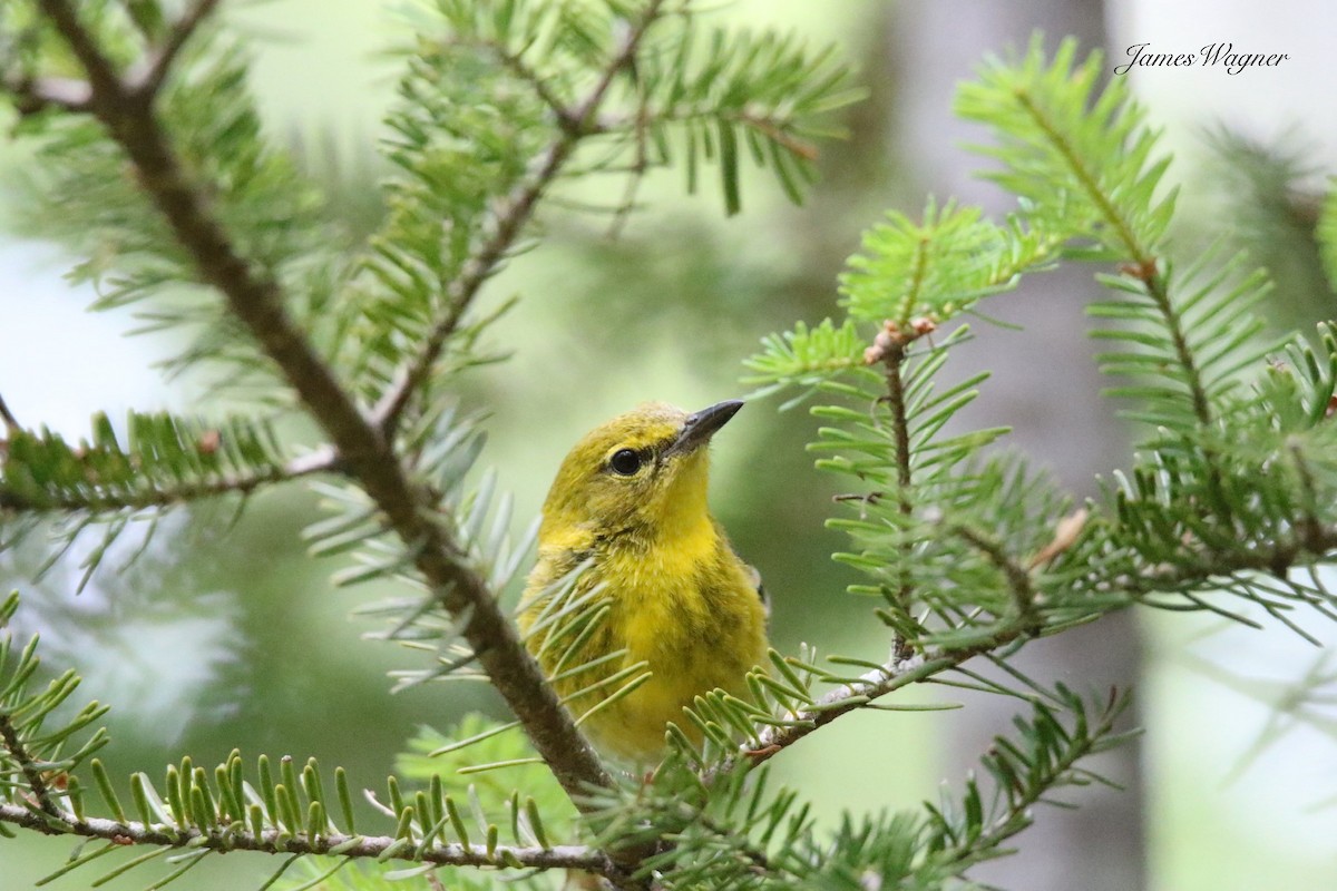 Pine Warbler - ML638256144