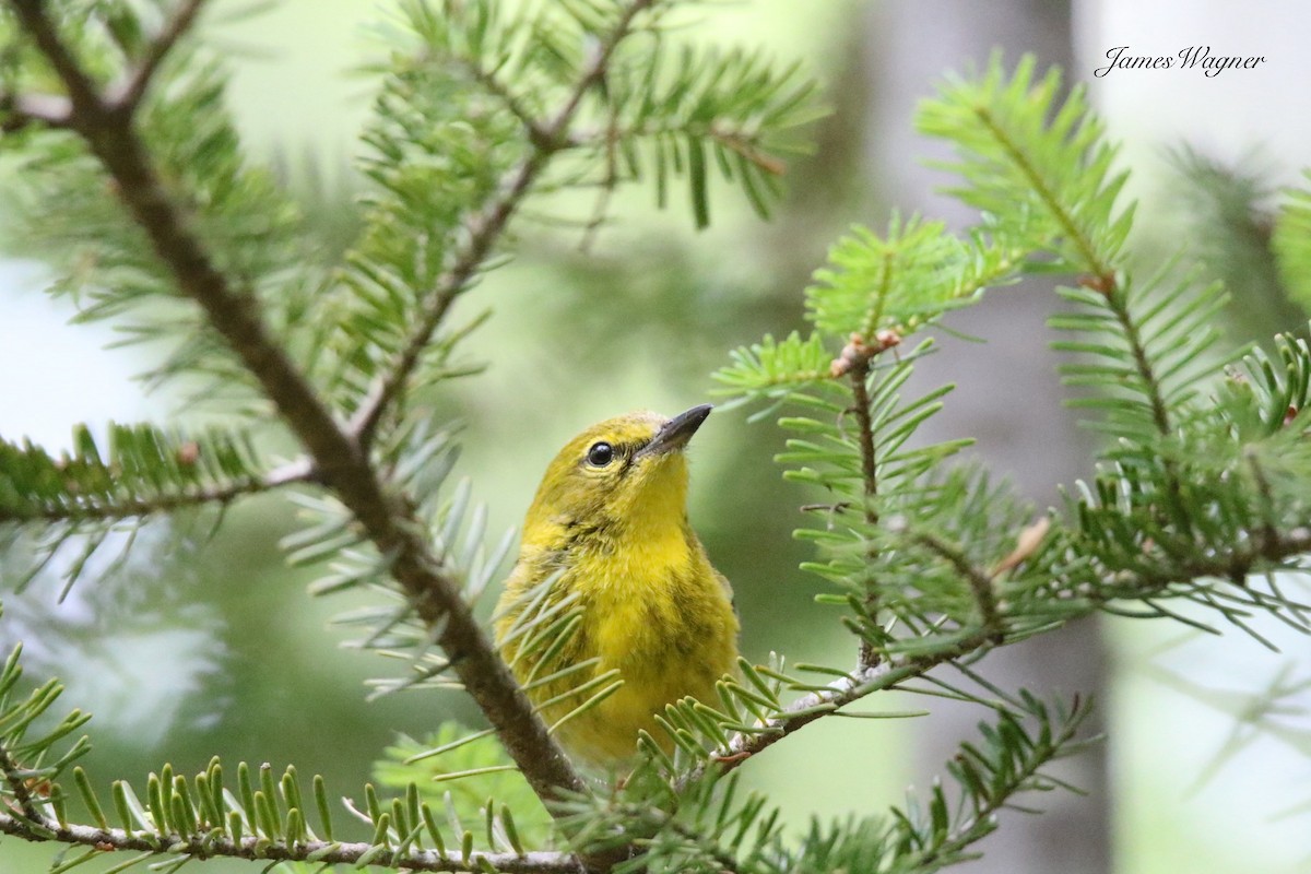 Pine Warbler - ML638256145