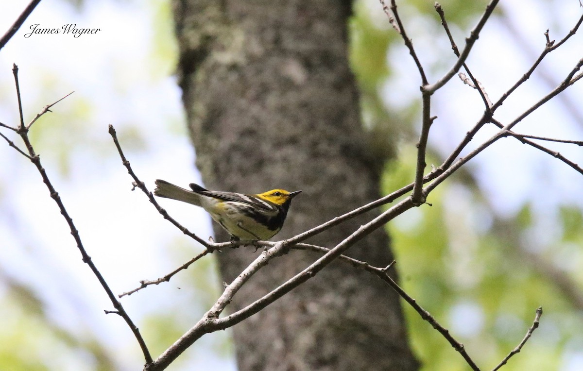 Black-throated Green Warbler - ML638256148