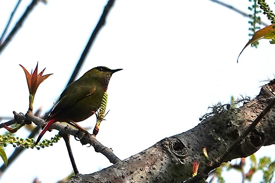 Fire-tailed Myzornis - ML638256154