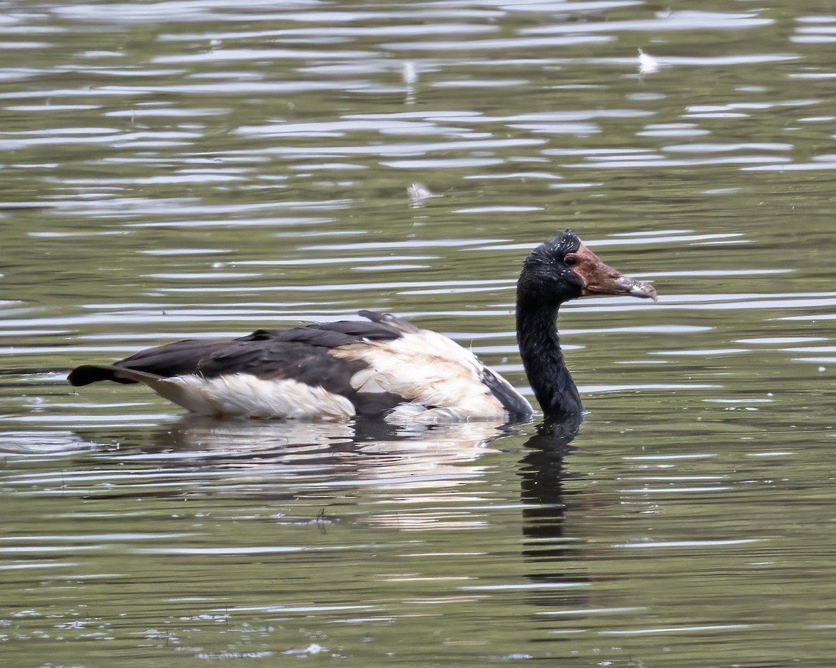 Magpie Goose - ML638256170