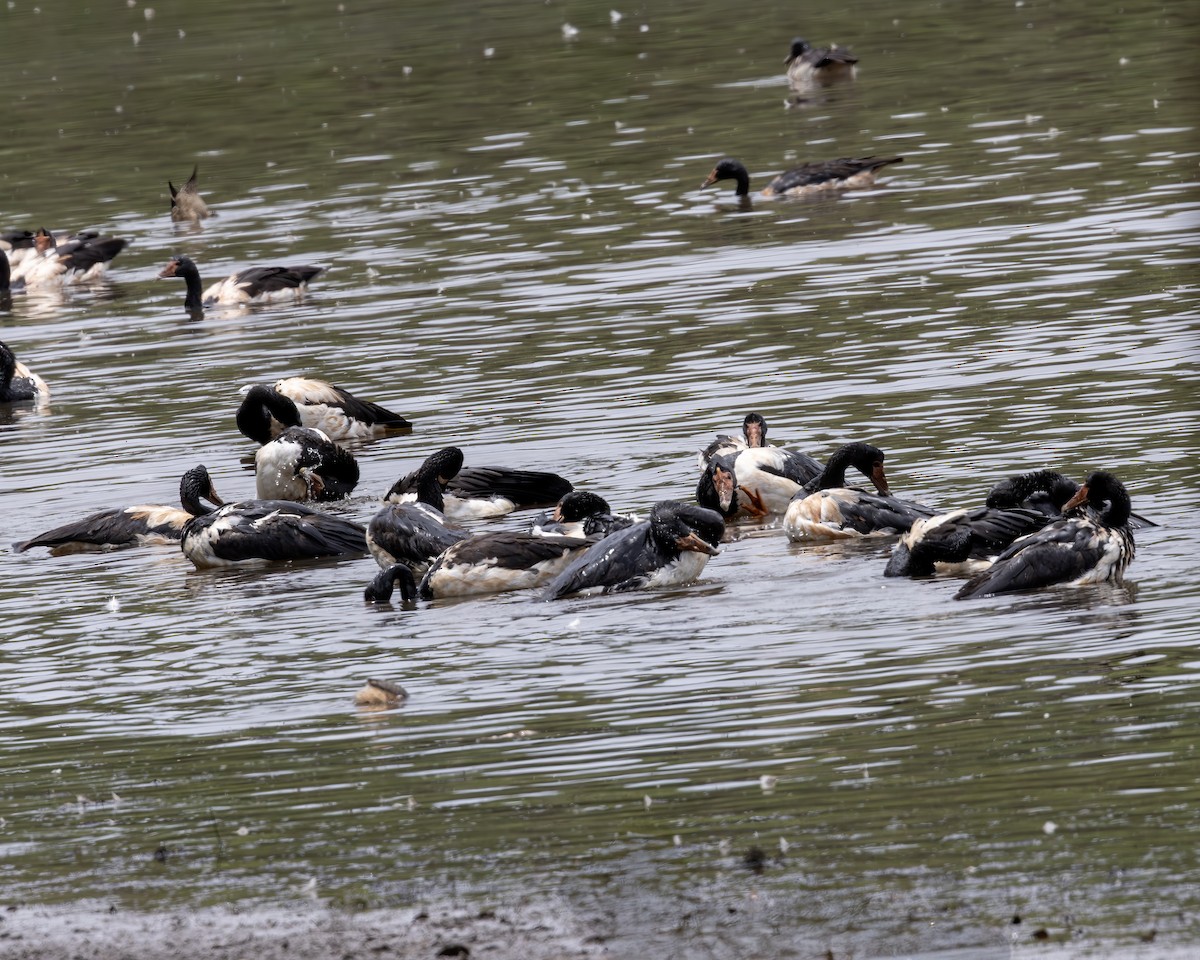 Magpie Goose - ML638256176