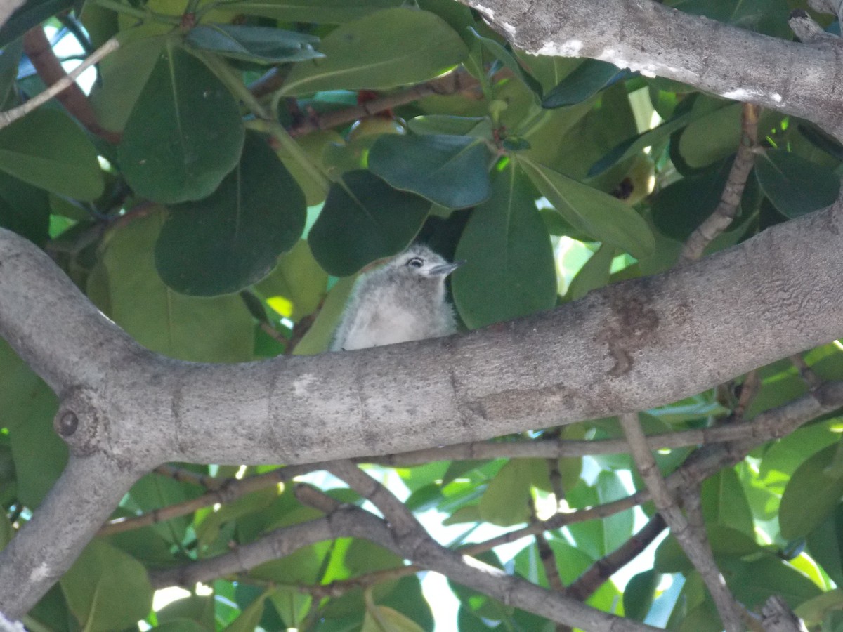 White Tern - ML638256180