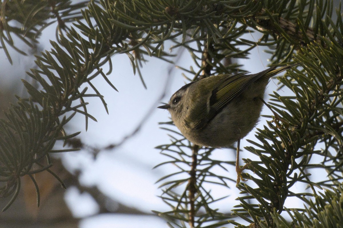 Golden-crowned Kinglet - ML638256181