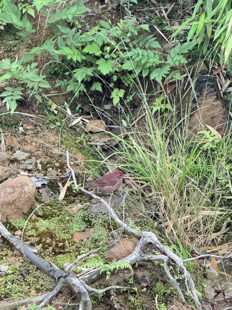 Blanford's Rosefinch - ML638256182