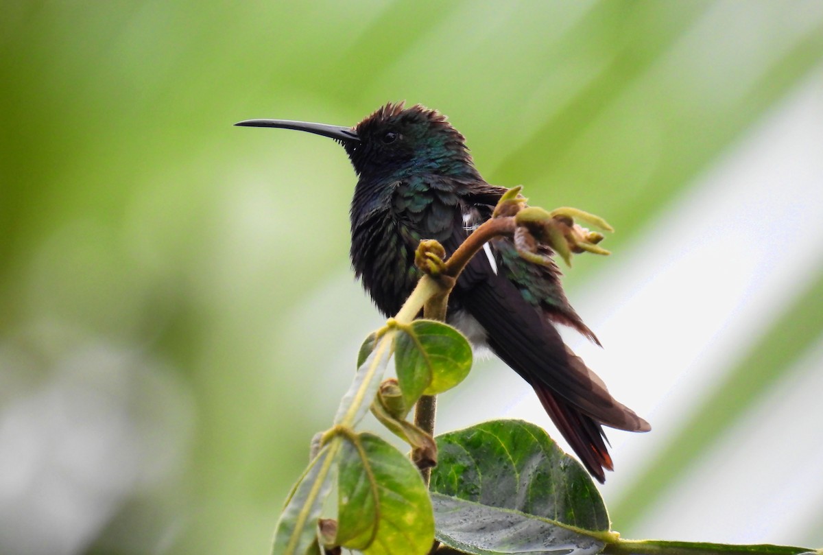 Black-throated Mango - ML638256203