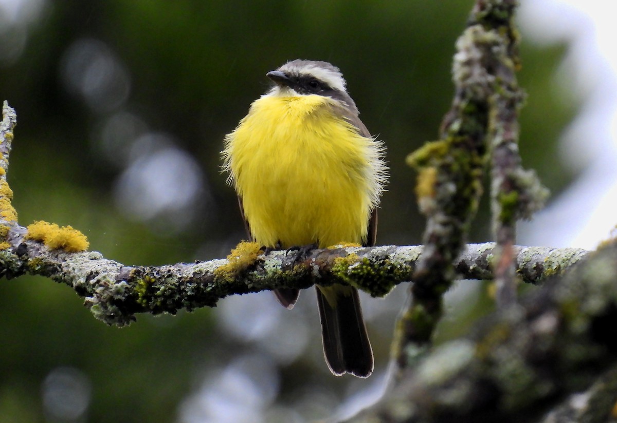 Social Flycatcher - ML638256207