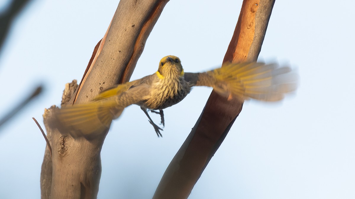 Yellow-plumed Honeyeater - ML638256218