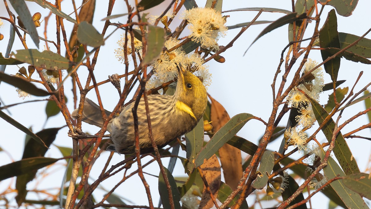 Yellow-plumed Honeyeater - ML638256219